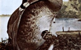 Birds Vol 1 #4 – The Piedbill&nbsp;Grebe