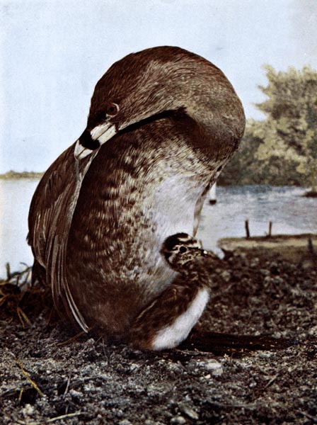 Pied-billed Grebe from Col F. M. Woodruff.for Birds Illustrated by Color Photography