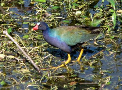 Purple Gallinule by Lee at Lake Hollingsworth by Lee