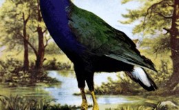 Birds Vol 1 #4 – The Purple&nbsp;Gallinule