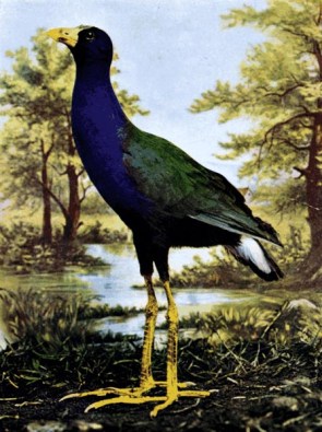 Purple Gallinule for Birds Illustrated Purple Gallinule for Birds Illustrated