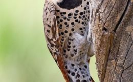 Birds Vol 1 #3 – The&nbsp;Flicker