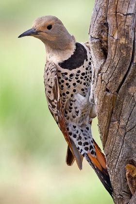 Northern Flicker (Colaptes auratus) Red-shafted ©WikiC