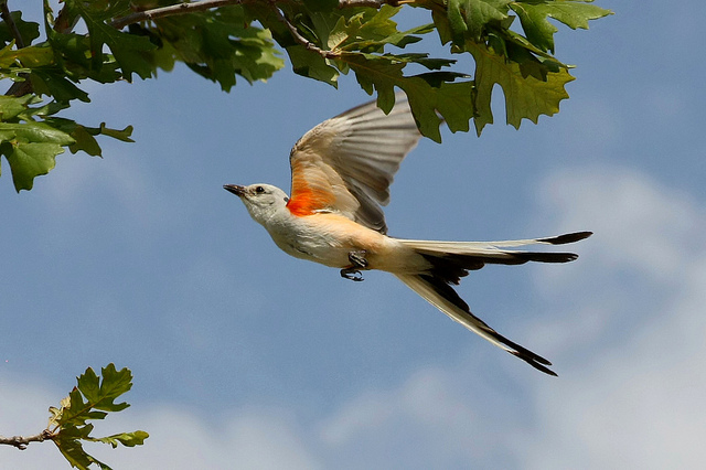 Scissor-tailed Flycatcher (Tyrannus forficatus) ©TexasEagle