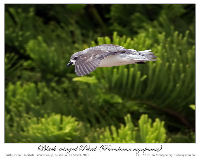Black-winged Petrel (Pterodroma nigripennis) by Ian Montgomery 2