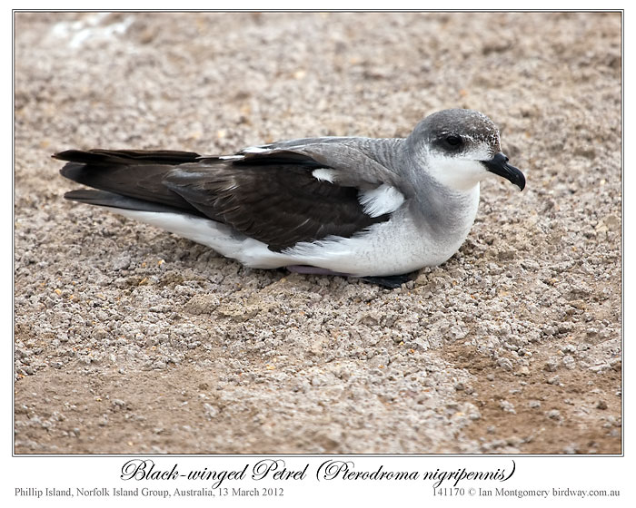 Black-winged Petrel (Pterodroma nigripennis) by Ian Montgomery 3