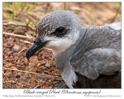 Black-winged Petrel (Pterodroma nigripennis) by Ian Montgomery