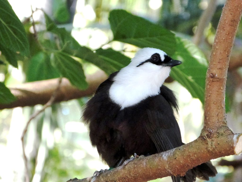 (Black and White) Sumatran Laughingthrush (Garrulax bicolor) by Lee