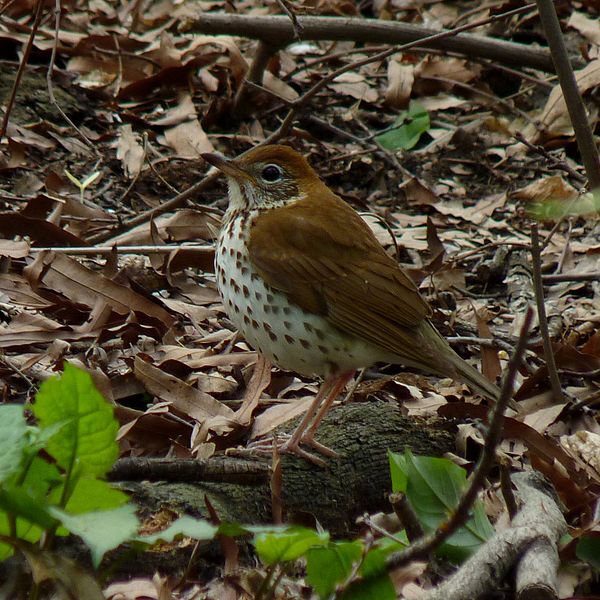 Wood Thrush (Hylocichla mustelina) ©WikiC