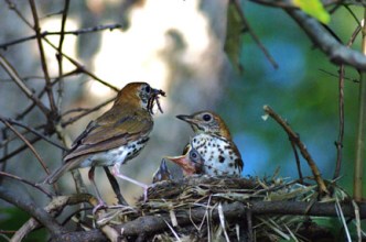 Wood Thrush (Hylocichla mustelina) ©WikiC