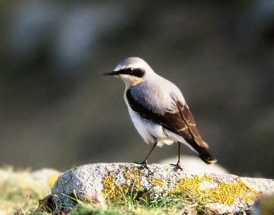 Northern Wheatear (Oenanthe oenanthe) Breeding male ©WikiC