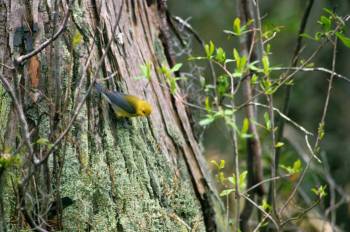 Prothonotary Warbler (Protonotaria citrea) ©USFWS