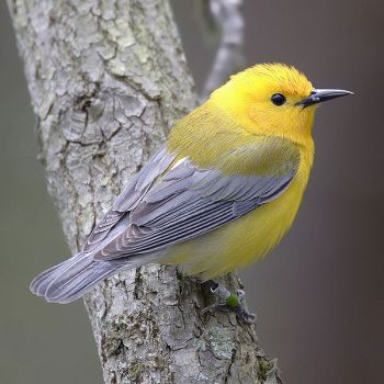 Prothonotary Warbler (Protonotaria citrea) ©WikiC
