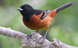 More of the Blackbird Family – Chapter&nbsp;13