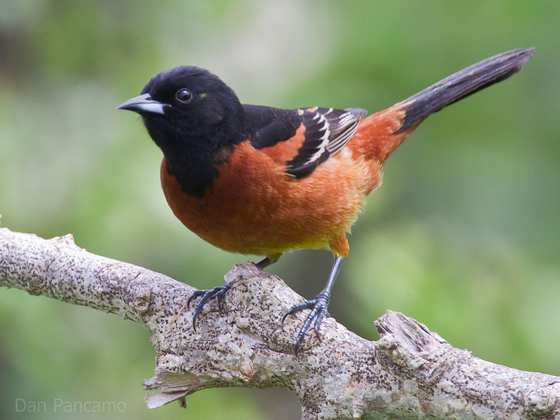 Orchard Oriole (Icterus spurius) ©WikiC