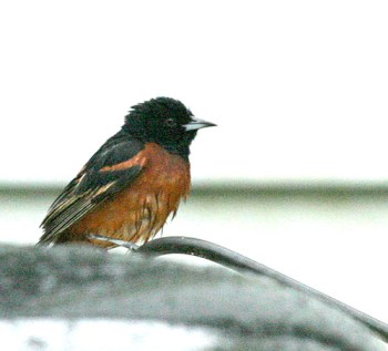 Orchard Oriole (Icterus spurius) m by Kent Nickell