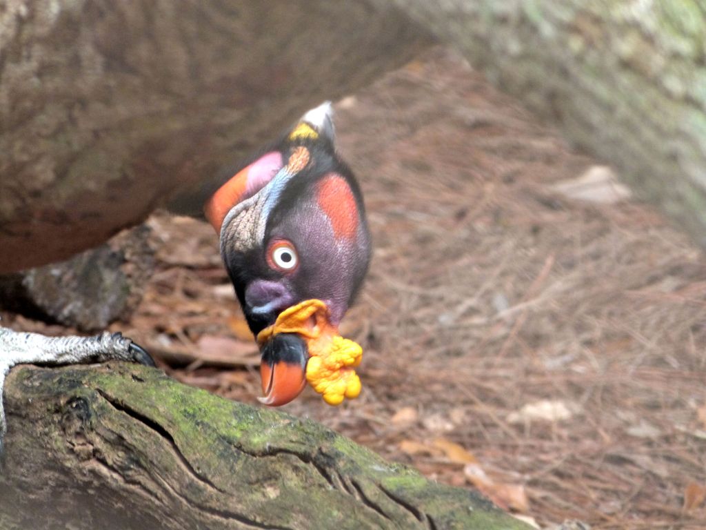 King Vulture (Sarcoramphus papa) by Lee at Brevard Zo