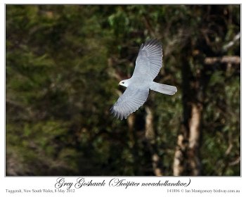 Grey Goshawk ( novaehollandiae) by Ian 2