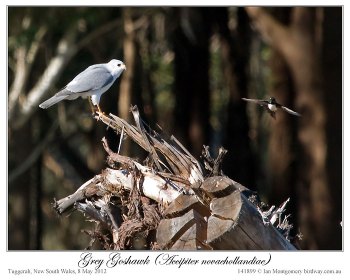 Grey Goshawk ( novaehollandiae) by Ian 3