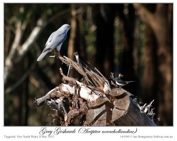 Grey Goshawk ( novaehollandiae) by Ian 4