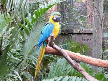 Blue-and-yellow Macaw (Ara ararauna) at Brevard Zoo Blue-and-yellow Macaw (Ara ararauna) at Brevard Zoo