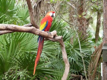 Scarlet Macaw (Ara macao) by Lee Brevard Zoo Scarlet Macaw (Ara macao) by Lee Brevard Zoo