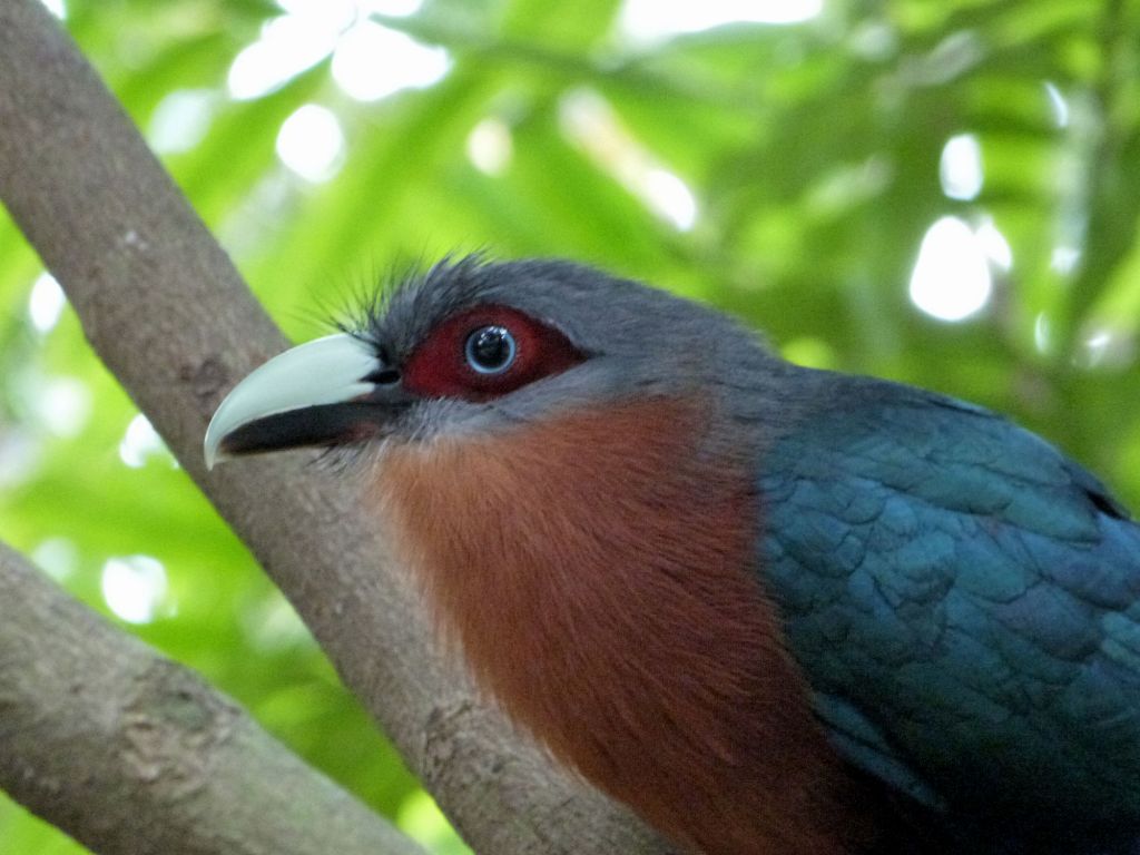Chestnut-breasted Cuckoo (Cacomantis castaneiventris) Wings of Asia