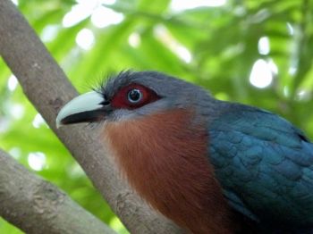 Chestnut-breasted Cuckoo (Cacomantis castaneiventris) Wings of Asia Chestnut-breasted Cuckoo (Cacomantis castaneiventris) Wings of Asia