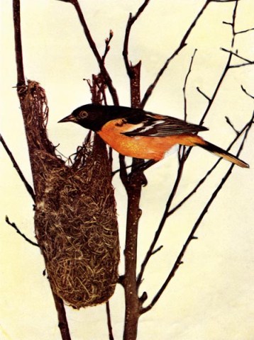 Baltimore Oriole for Birds Illustrated by Color Photography, 1897