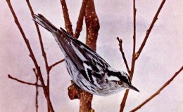 Birds Vol 1 #6 – The Black and White Creeping&nbsp;Warbler