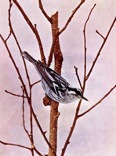 Black and white Creeping Warbler for Birds Illustrated by Color Photography, 1897