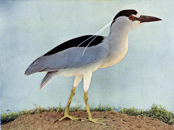 Black-crowned Night Heron for Birds Illustrated by Color Photography, 1897