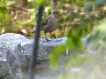 Indigo Bunting female at fountain in yard through window