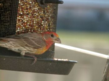 Interesting House Finch at feeder by Lee Interesting House Finch at feeder
