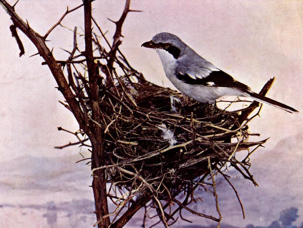 Loggerhead Shrike for Birds Illustrated by Color Photography, 1897