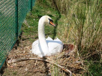 Mute Swan on Nest at Lake Morton