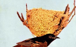 Birds Vol 1 #5 – Orchard&nbsp;Oriole