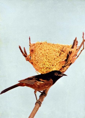 Orchard Oriole by Birds Illustrated by Color Photography, 1897