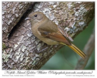 Australian Golden Whistler (Norfolk Island) (Pachycephala pectoralis xanthoprocta) by Ian