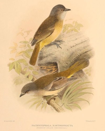 Australian Golden Whistler (Norfolk Island) (Pachycephala pectoralis xanthoprocta) by Ian Drawing