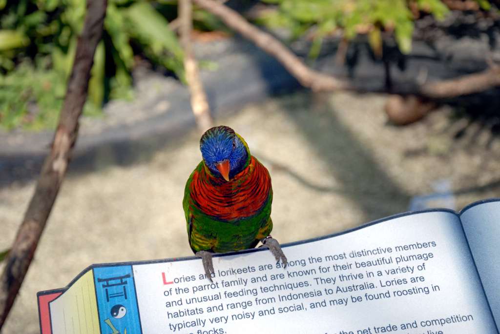 Rainbow Lorikeet at Lowry Pk Zoo by Dan