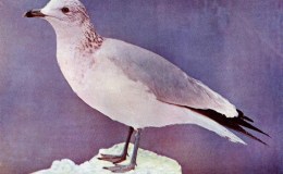 Birds Vol 1 #6 – The Ring-billed&nbsp;Gull