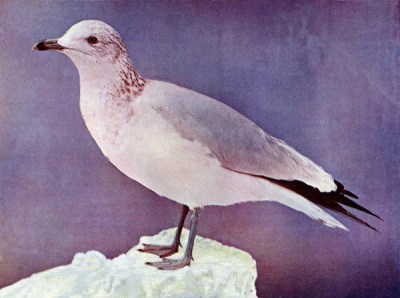Ring-billed Gull for Birds Illustrated by Color Photography, 1897