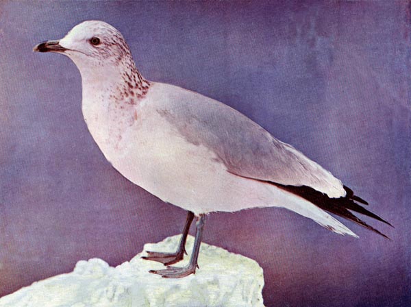 Ring-billed Gull for Birds Illustrated by Color Photography, 1897
