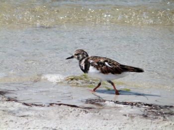 Ruddy Turnstone