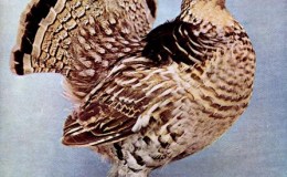 Birds Vol 1 #6 – The Ruffed&nbsp;Grouse