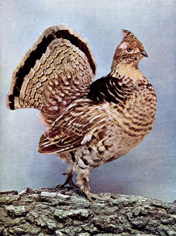Ruffed Grous for Birds Illustrated by Color Photography, 1897