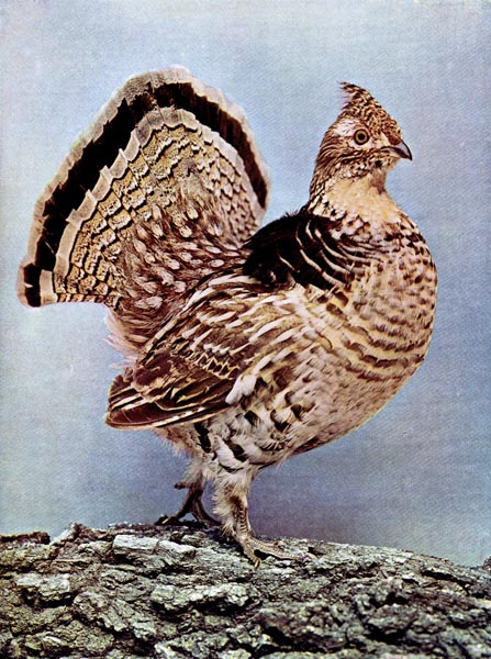 Ruffed Grous for Birds Illustrated by Color Photography, 1897