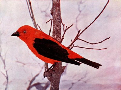 Scarlet Tanager for Birds Illustrated by Color Photography, 1897