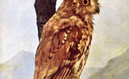 Birds Vol 1 #5 – Screech&nbsp;Owl